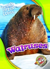 Walruses