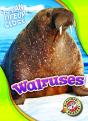 Walruses - Preview
