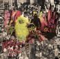 Warble Womb - Vinil - Preview