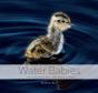 Water Babies - Preview