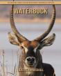 Waterbuck - Preview