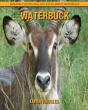 Waterbuck - Preview