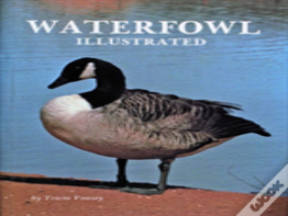 Waterfowl Illustrated