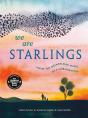 We Are Starlings - Preview