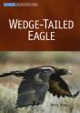 Wedge-Tailed Eagle - Preview