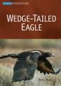Wedge-Tailed Eagle - Preview