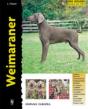 Weimaraner - Preview