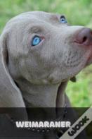 Weimaraner