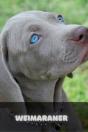 Weimaraner - Preview