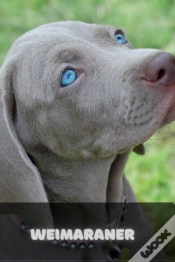 Capa do artigo Weimaraner