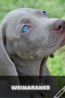 Capa do artigo Weimaraner