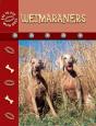 Weimaraners - Preview