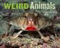 Weird Animals - Preview