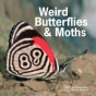 Weird Butterflies & Moths - Preview