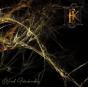 Weird Interbreeding - CD - Preview