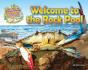 Welcome To The Rock Pool - Preview