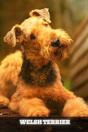 Welsh Terrier - Preview