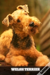 Capa do artigo Welsh Terrier