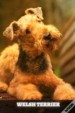 Capa do artigo Welsh Terrier