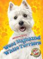 West Highland White Terriers - Preview