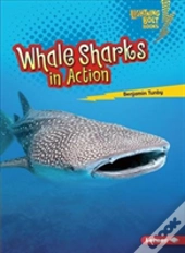 Whale Sharks In Action