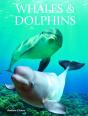 Whales Dolphins - Preview
