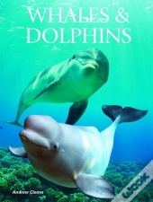 Whales Dolphins
