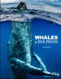 Whales & Dolphins - Preview
