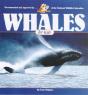 Whales For Kids - Preview
