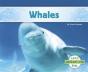 Whales - Preview