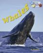 Whales - Preview