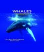 Whales - Preview