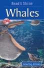 Whales - Preview