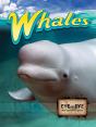 Whales - Preview