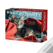 Capa do artigo What Cats Teach Us 2027 Box