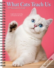 Capa do artigo What Cats Teach Us 2027 Engagement