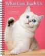 What Cats Teach Us 2027 Engagement - Preview