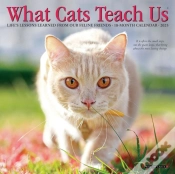 Capa do artigo What Cats Teach Us 2027 Mini
