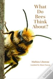 Capa do artigo What Do Bees Think About?