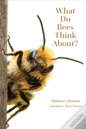 Capa do artigo What Do Bees Think About?