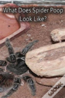 What Does Spider Poop Look Like?