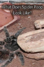 What Does Spider Poop Look Like? - Preview