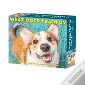 Capa do artigo What Dogs Teach Us 2027 Box