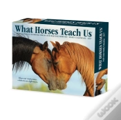 Capa do artigo What Horses Teach Us 2027 Box