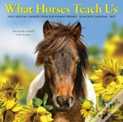 Capa do artigo What Horses Teach Us 2027 Mini
