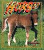 What Is A Horse? - Preview