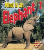 Capa do artigo What Is An Elephant