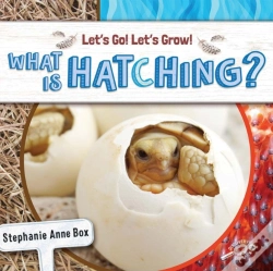 Capa do artigo What Is Hatching?