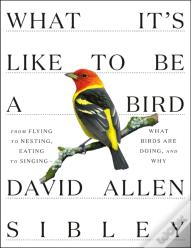 What It'S Like To Be A Bird