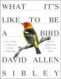 What It'S Like To Be A Bird - Preview